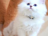 İpeksi tüylü Silver British Longhair