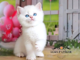 Kusursuz Asil Silver British Shorthair