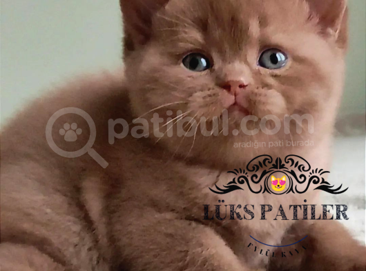 Dubai Çikolatası Tadında Chocolate British Shorthair görsel