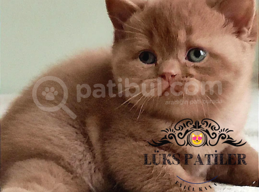 Dubai Çikolatası Tadında Chocolate British Shorthair görsel