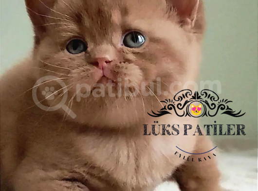 Dubai Çikolatası Tadında Chocolate British Shorthair görsel