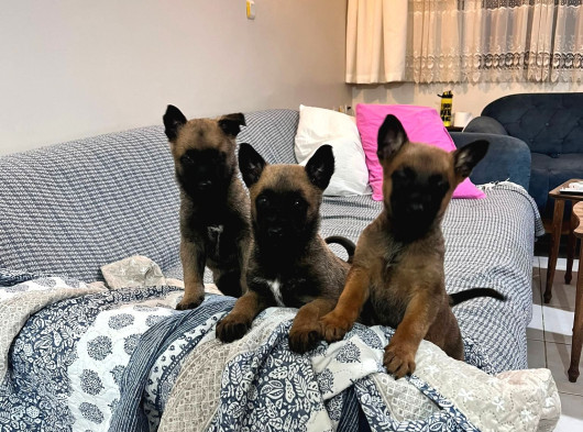 Safkan Hırs Küpü Belçika Kurdu Malinois Yavrular