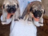 Kangal