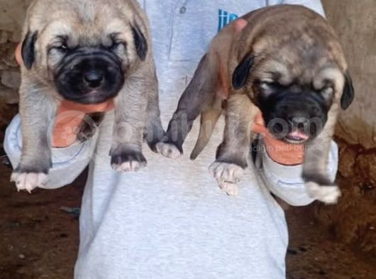 Kangal görsel