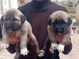 Kangal