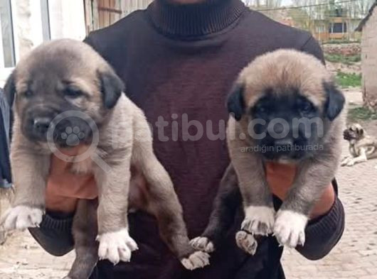 Kangal görsel