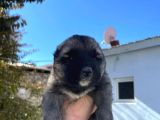Kangal