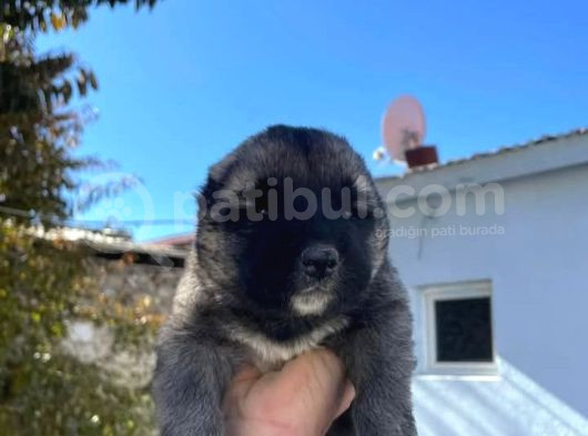Kangal görsel
