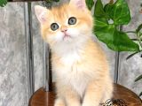 Altın Parlaklığında Golden British Shorthair