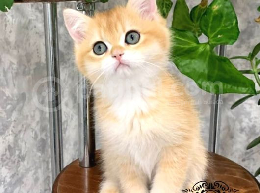 Altın Parlaklığında Golden British Shorthair
