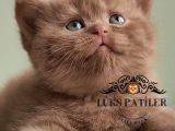 Dubai çikolatası tadında Chocolate British Shorthair