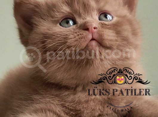 Dubai Çikolatası Tadında Chocolate British Shorthair