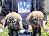 kangal