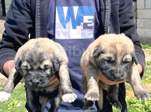 Kangal