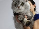 Xxl Mai̇ne Coon Dev Yavru Kedi̇ler Uygun Veri̇cem