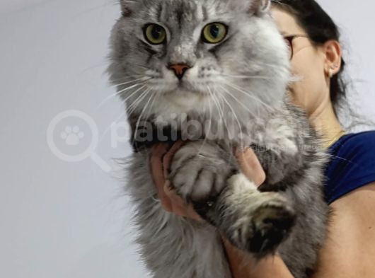 Xxl Mai̇ne Coon Dev Yavru Kedi̇ler Uygun Veri̇cem görsel