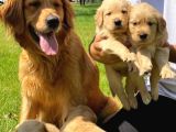 Golden Retriever Bebek Surat Yavrular