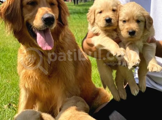 Golden Retriever Bebek Surat Yavrular