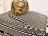 Xxl Mai̇ne Coon Dev Yavru Kedi̇ler Uygun Veri̇cem