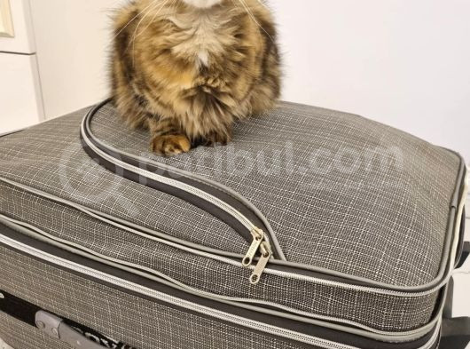 Xxl Mai̇ne Coon Dev Yavru Kedi̇ler Uygun Veri̇cem görsel