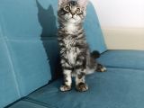 Xxl Mai̇ne Coon Dev Yavru Kedi̇ler Uygun Veri̇cem