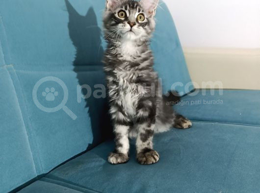 Xxl Mai̇ne Coon Dev Yavru Kedi̇ler Uygun Veri̇cem görsel