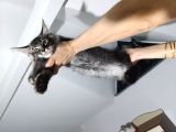 Xxl Mai̇ne Coon Dev Yavru Kedi̇ler Uygun Veri̇cem