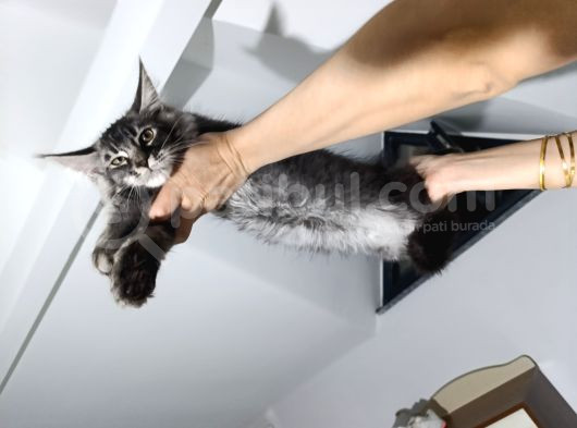 Xxl Mai̇ne Coon Dev Yavru Kedi̇ler Uygun Veri̇cem görsel