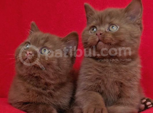 Safkan Ci̇nnamon Tarçin Kahverengi̇ Bri̇ti̇sh Shorthai̇r Yavru görsel