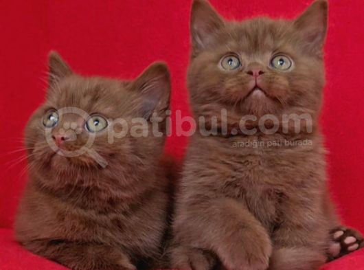 Safkan Ci̇nnamon Tarçin Kahverengi̇ Bri̇ti̇sh Shorthai̇r Yavru görsel