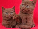 SAFKAN CİNNAMON TARÇIN KAHVERENGİ BRİTİSH SHORTHAİR YAVRU