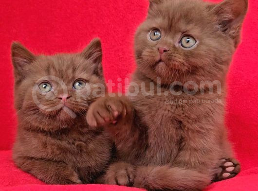 Safkan Ci̇nnamon Tarçin Kahverengi̇ Bri̇ti̇sh Shorthai̇r Yavru