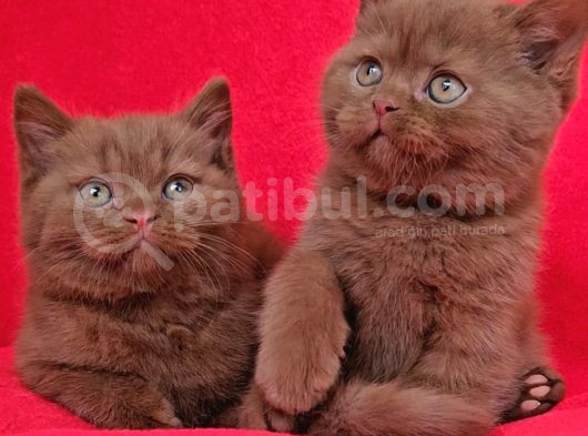 Safkan Ci̇nnamon Tarçin Kahverengi̇ Bri̇ti̇sh Shorthai̇r Yavru görsel