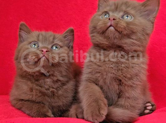 Safkan Ci̇nnamon Tarçin Kahverengi̇ Bri̇ti̇sh Shorthai̇r Yavru görsel