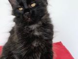 Maine Coon