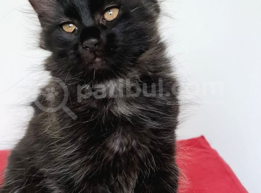 Maine Coon