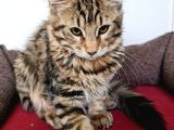 Maine Coon