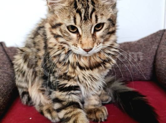 Maine Coon görsel