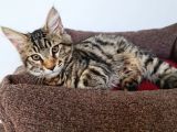 Maine Coon