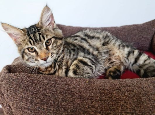 Maine Coon görsel