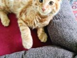 Maine Coon