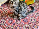 Maine Coon