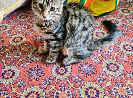 Maine Coon görsel