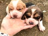 Safkan Tricolor ve Limon Elizabeth Beagle Yavrular