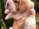 Safkan Tricolor Ve Limon Elizabeth Beagle Yavrular