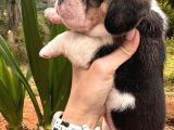 Safkan Tricolor Ve Limon Elizabeth Beagle Yavrular