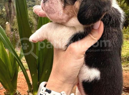 Safkan Tricolor Ve Limon Elizabeth Beagle Yavrular görsel