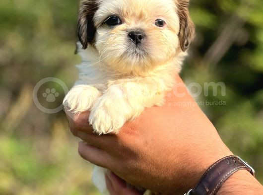 Safkan Düğme Burun Shihtzu Yavrular