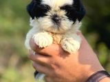 Safkan Düğme Burun Shihtzu Yavrular