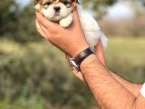 Safkan Düğme Burun Shihtzu Yavrular